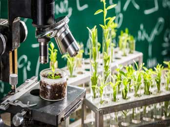 BOTANY LAB